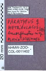 Etikett zu Metriaulacus emarginatus (Platia & Schimmel, 1995)